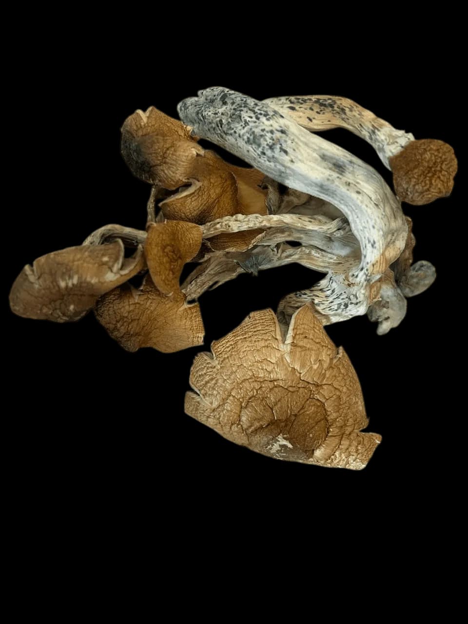 Tidal Wave Magic Mushrooms $5/G - Mohawk Medibles